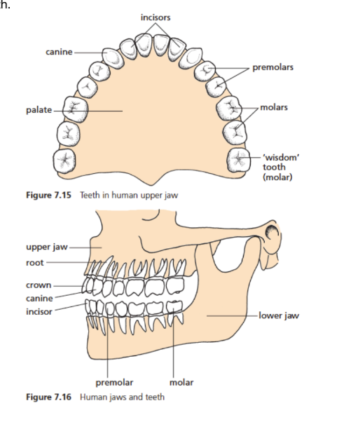 knowt flashcard image