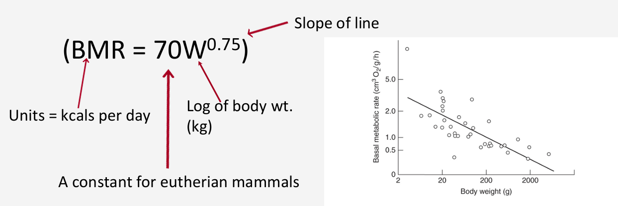 <p>required for basic body functions</p><ul><li><p>measured from expired air volume (remember water and CO2 as products of oxidation of fats, proteins, and carbs)</p></li></ul><p></p>