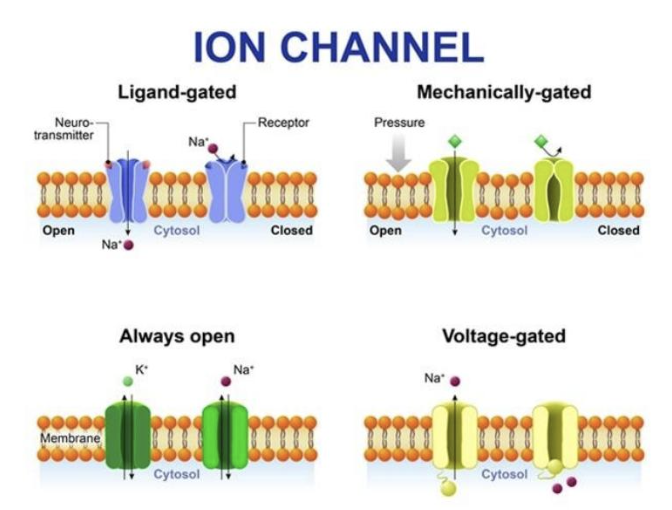 <p>Help transport ions into or out of the cell in response to a stimulus</p>