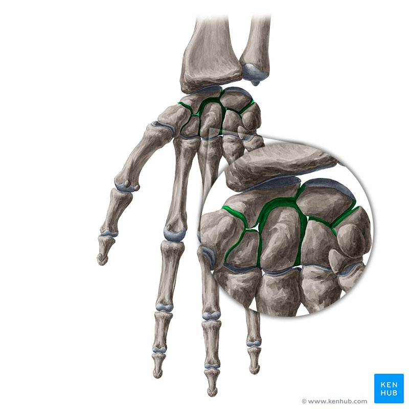 <p><sub>Intercarpal Joints</sub></p>