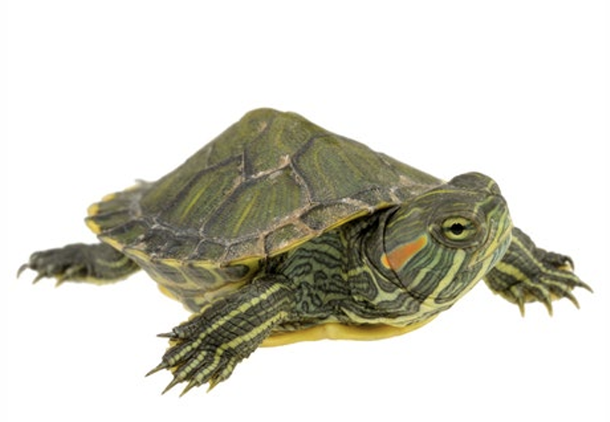 <p>What is the phylum, class, and order  of the organism?</p>