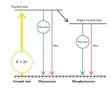 <p>fluorescence → instantaneous production of excitation light which <strong>stops immediatly when light source is removed</strong></p><p></p><p>phosphorescence → <strong>delayed emission </strong>of excitation light which <strong>persists after source is removed </strong>(glow in the dark effect)</p>