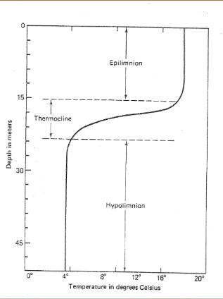 <p><span><span>Distinct, thin layer in oceans/deep lakes separating warm, mixed surface water from cold, dense water, where temperature drops rapidly with depth</span></span></p>