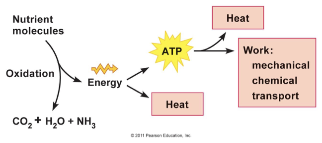 <p>what does the right part a measure of?</p>
