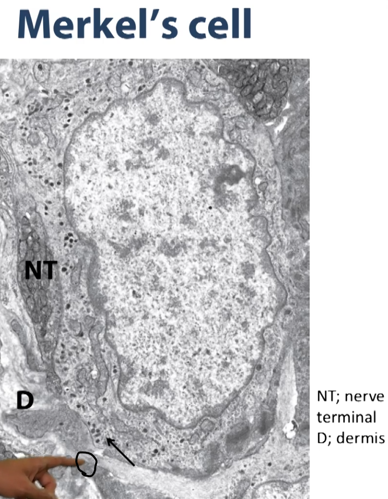 <p>These are neurotransmitters that are packed in a langerhan cell that are packed into these vesicles (dark dots) on this electron micrograph. </p>