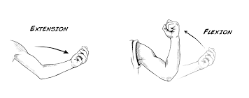 <p>flexion + extension </p>