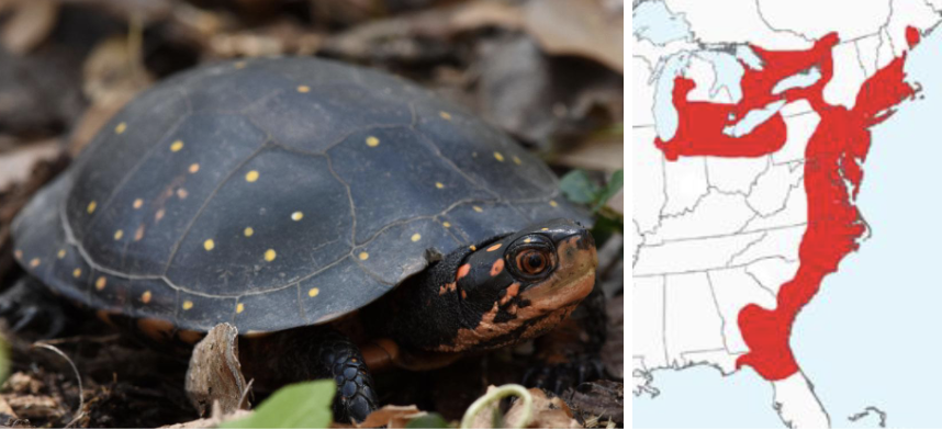 <ul><li><p><span style="background-color: transparent;"><strong>Habitat:</strong> </span><span>shallow aquatic areas such as fens and bogs, often associated with eastern massasauga habitat in the Midwest</span></p></li><li><p><span style="background-color: transparent;"><strong>Diet:</strong> </span><span>small invertebrates and vertebrates, also vegetation</span></p></li><li><p><span style="background-color: transparent;"><strong>Characteristics:</strong> semi-aquatic, flat, </span><span>smooth black carapace with little yellow to red spots, head will have spots</span></p></li></ul><p></p>