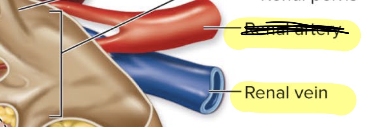 <p>Carries filtered blood away from the kidney back to the heart through the IVC</p>