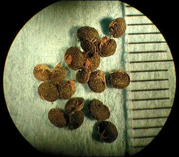 <p>Identify the seed</p>