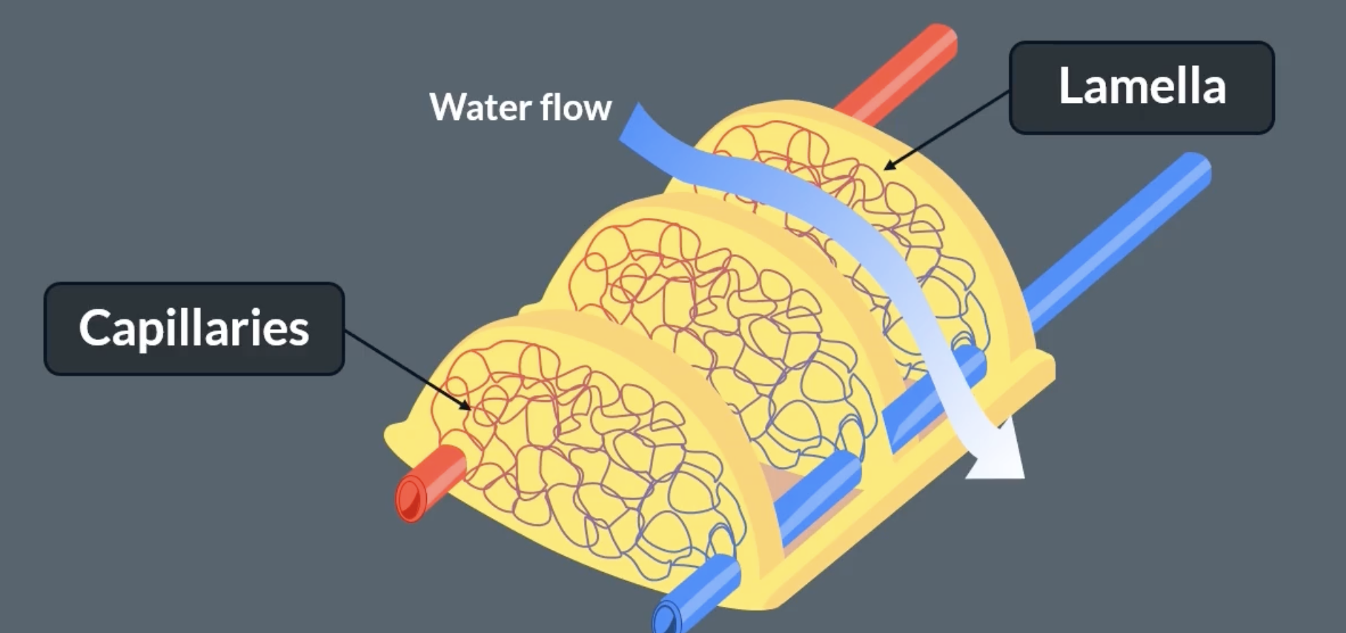 <p>gas exchange of fish- lamellae </p>