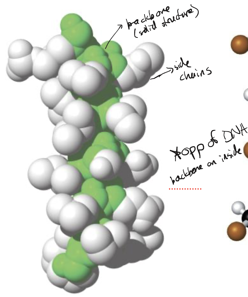 <p>Inside, side chains are on the outside</p>