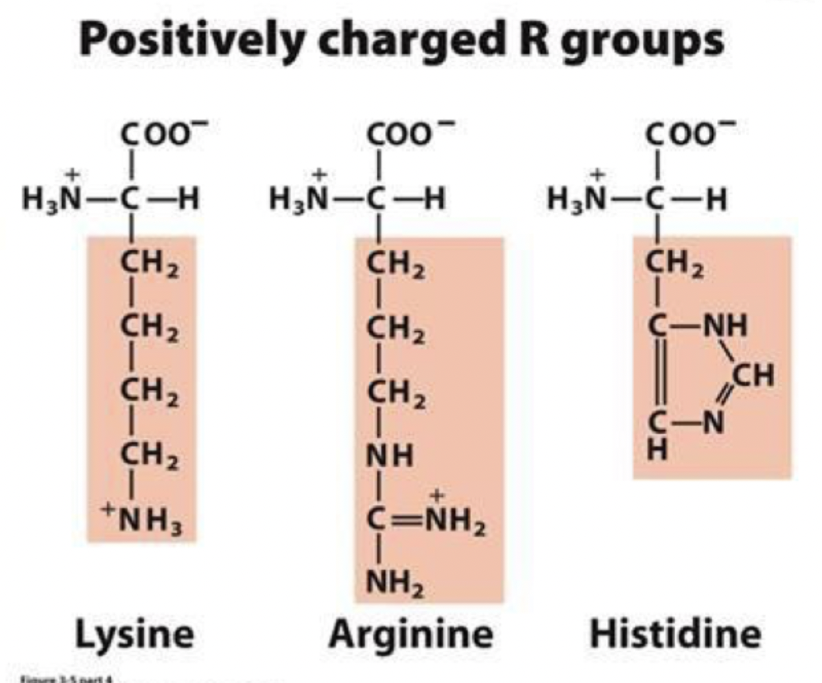 <ul><li><p>they’re basic at pH 7</p></li><li><p>they’re very polar and found on the protein exterior </p></li><li><p>histidine is the least basic </p></li><li><p>Lysine (lys) K</p></li><li><p>arginine (arg) R</p></li><li><p>histidine (his) H</p></li></ul><p></p>