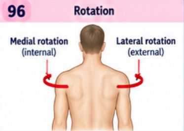 <p>Rotation turns a bone around its long axis. Medial or internal rotation turns the anterior limb surface toward the midline; lateral or external rotation turns it away. Turning the head at the atlantoaxial joint is rotation.</p>