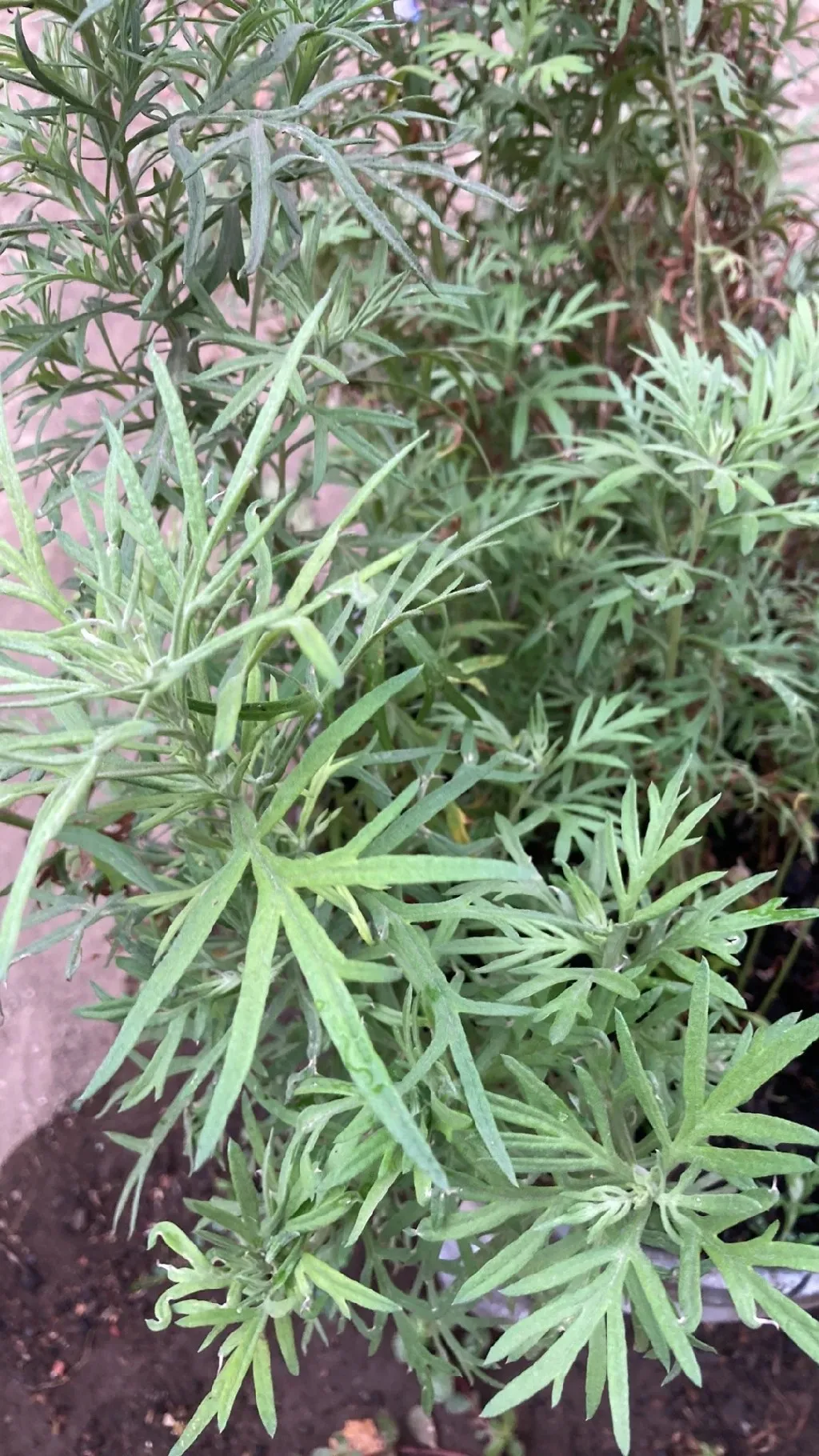 <p>San Diego Sagewort / Artemisia palmeri</p>