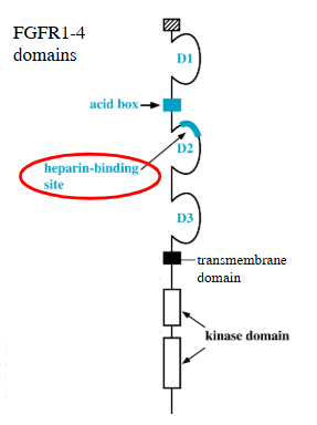 <p>site where heparan sulfate proteoglycans bind - co-receptors so formation of this complex is essential for activity of the receptor</p>