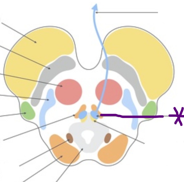 <p>A structure in the midbrain responsible for control of the motor functions of the oculomotor nerve.</p>