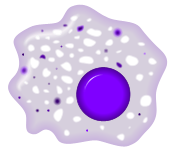 <p>Large white blood cell that removes bacteria, foreign particles, and dead cells</p>