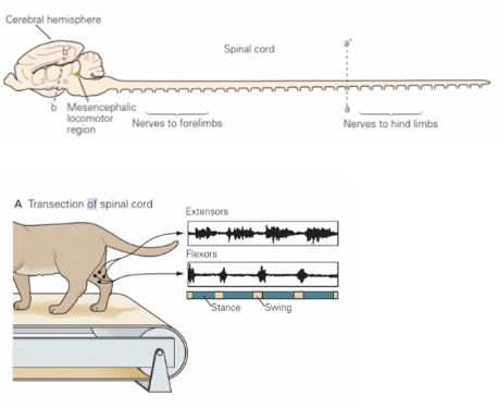 <p>transaction of spinal cord studied for weeks or months</p><p>locomotor activity can return within a few weeks of cord transection &amp; returns spontaneously in kittens</p><p>daily training required to restore in adult cats</p>