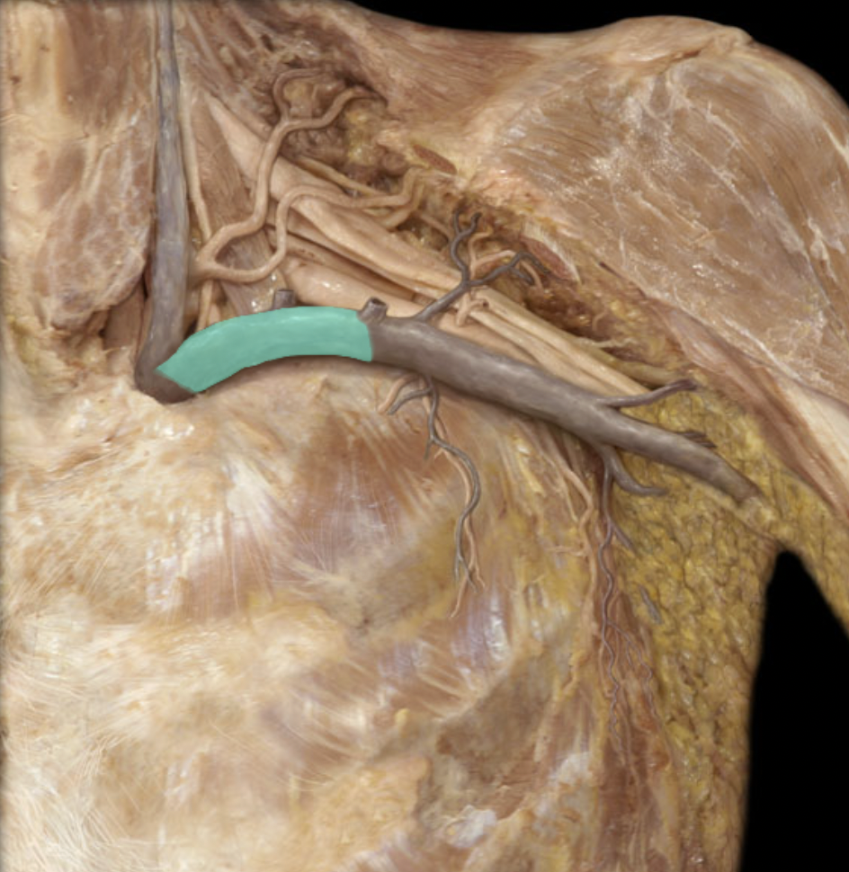 <p>Identify the blood vessel of the upper extremity</p>