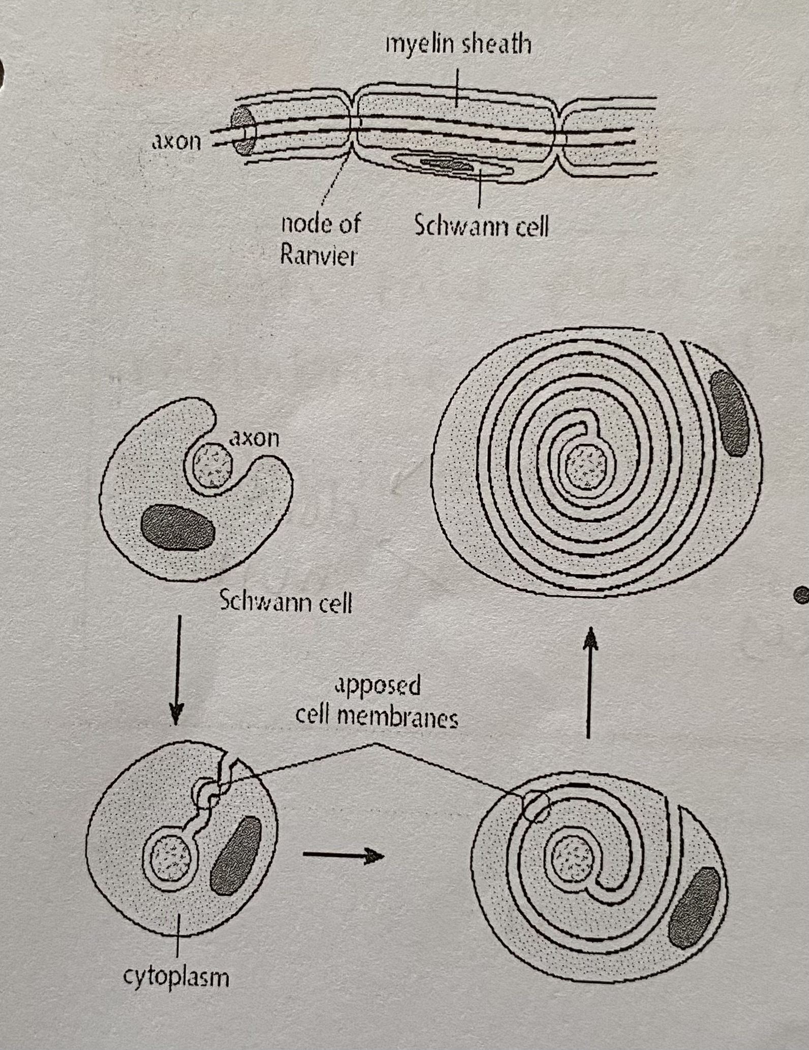 <p>They create the myelin sheath </p>