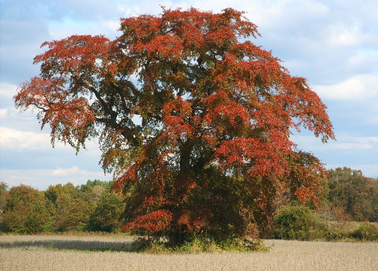 <p>A tree with branches that stick out at perfect 90° right angle from the main trunk. Bark breaks into thick chunks resembling alligator skin.</p>