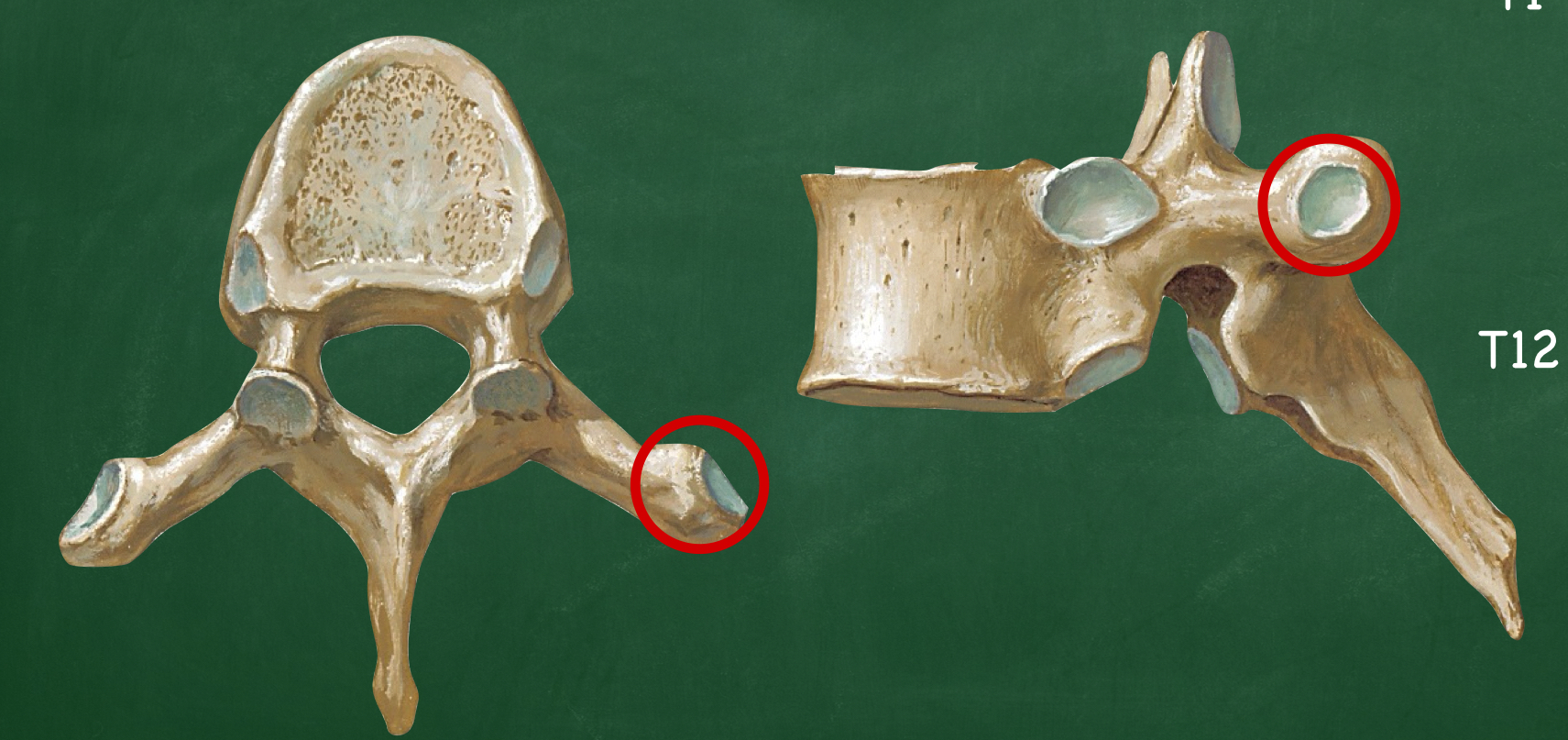 <p>What structure articulates with the rib tubercle?</p>