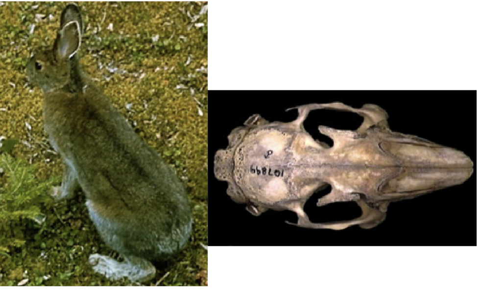 <p>What order, family, genus, and species?</p>