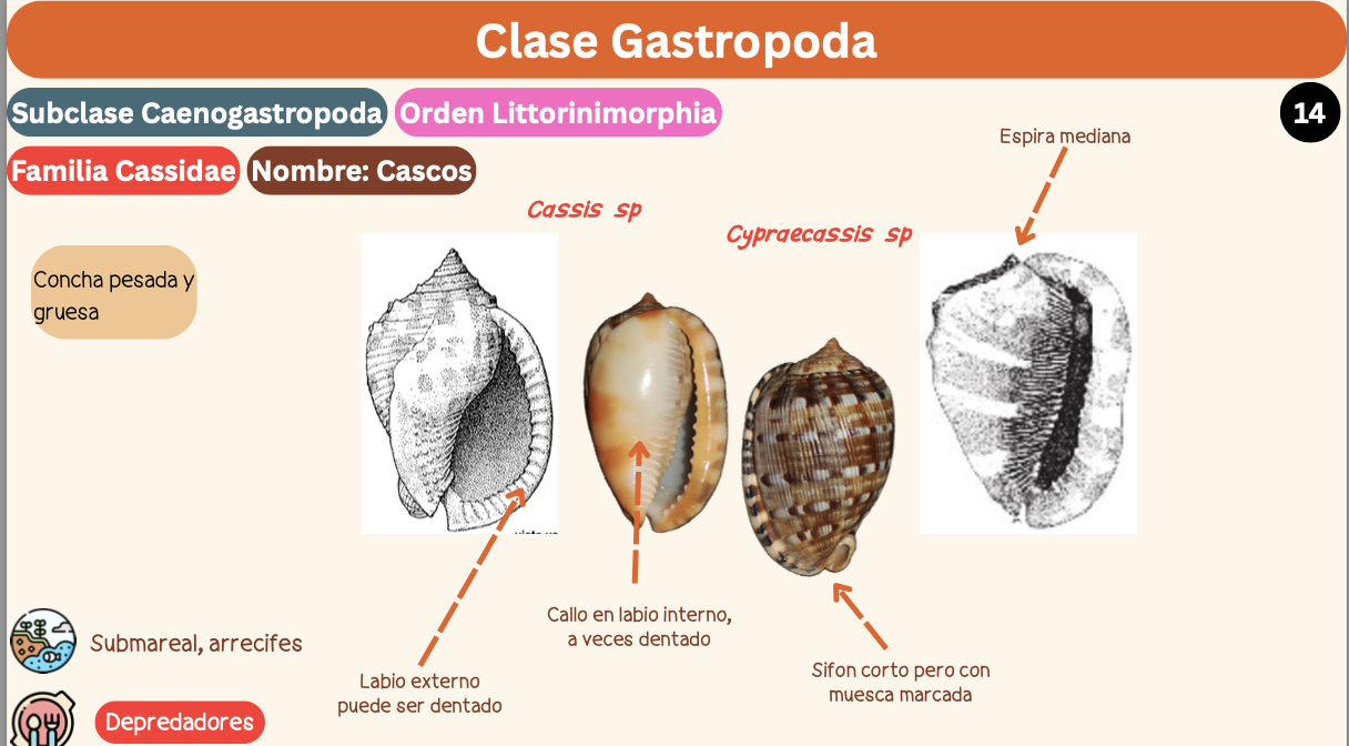 <p><strong>FILO </strong>Mollusca<strong><br>CLASE </strong>Gastropoda<br><strong>SUBCLASE </strong>Caenogastropoda<br><strong>ORDEN </strong>Littorinimorphia<br><strong>FAMILIA </strong>Cassidae<br><strong>GÉNERO </strong><em><u>Cypraecassis sp</u></em><br><strong>NOMBRE COMÚN </strong>Cascos<strong><br>CARACTERÍSTICAS </strong>Concha pesada y gruesa.<br><strong>RÁDULA </strong>Tenioglossa<strong><br>ALIMENTACIÓN </strong>Depredadores<strong><br>HÁBITAT </strong>Submareal, arrecifes</p>