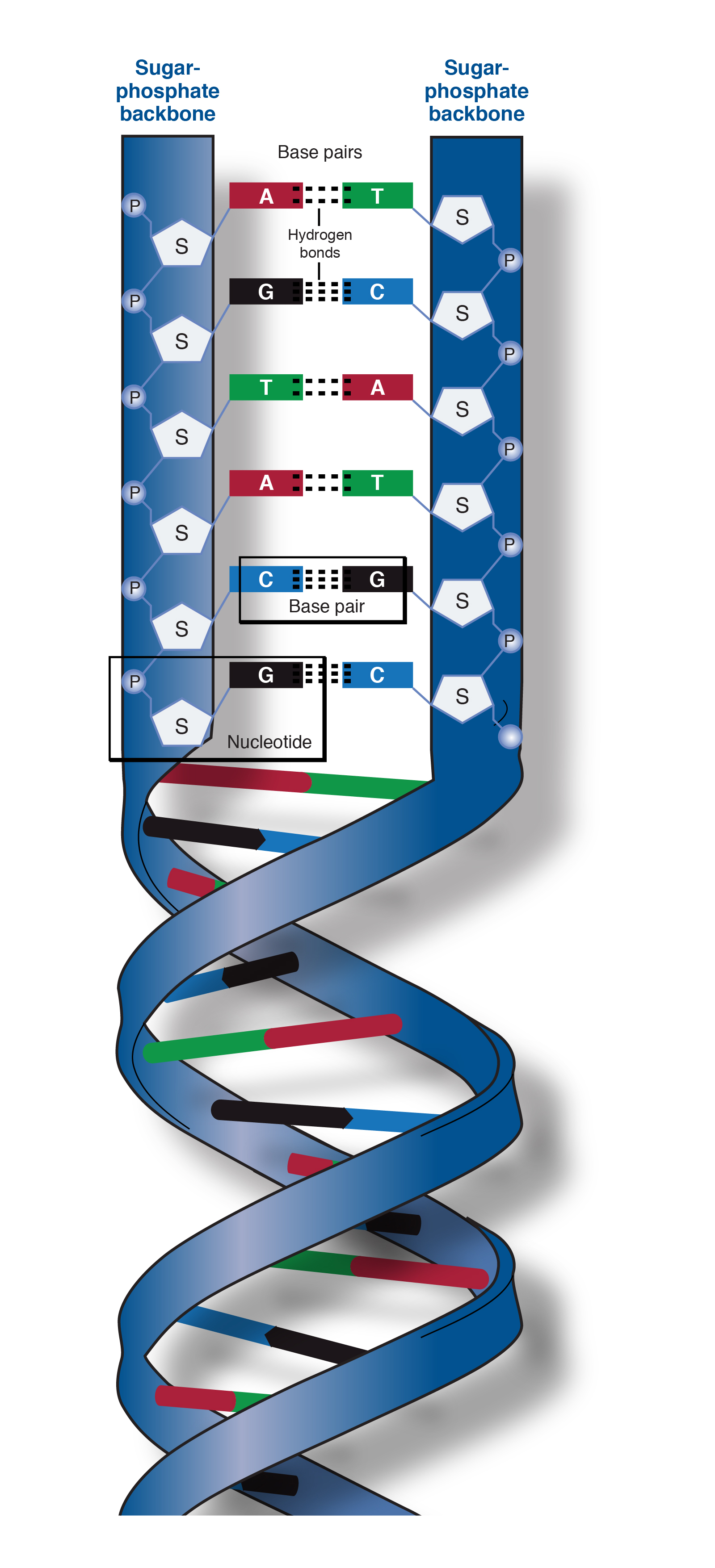 <ul><li><p>It’s made of <strong>alternating sugar (deoxyribose) and phosphate groups</strong>.</p></li><li><p>These units are linked by <strong>strong covalent bonds</strong>, forming a long, stable chain.</p></li><li><p>The backbone runs along the <strong>outside</strong> of the DNA double helix.</p></li><li><p>The <strong>nitrogenous bases</strong> (A, T, C, G) attach to the sugars and point inward.</p></li></ul><p></p>