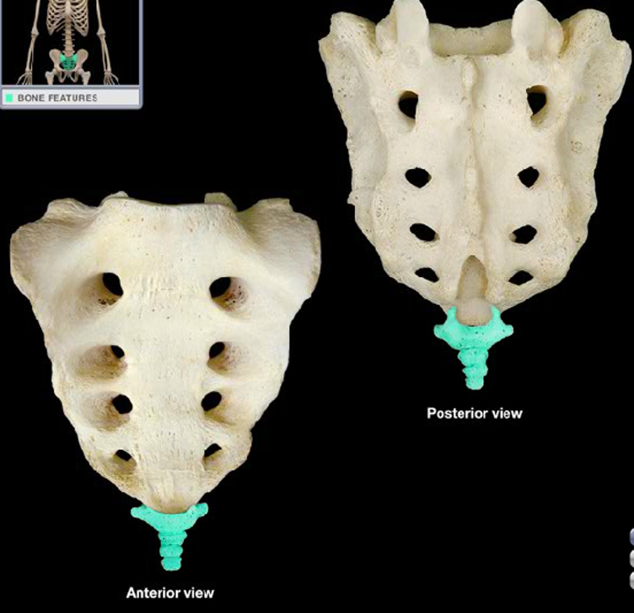 <p>Tailbone</p>