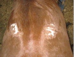 <p>When are white hairs or alopecia a problem?</p>