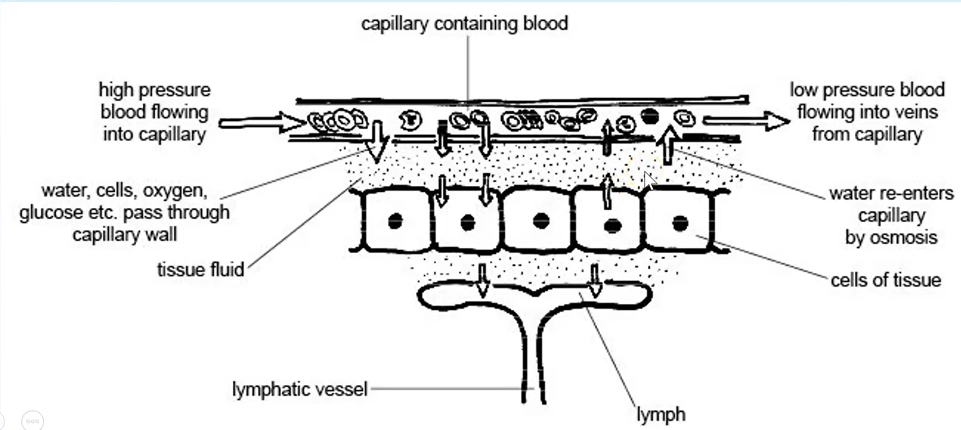 <ul><li><p>Capillaries have small gaps in their walls (fenestrations), so that liquid &amp; small molecules can be forced out</p></li></ul><ul><li><p>As blood enters the capillaries from arterioles (arteriole end), the smaller diameter results in a high hydrostatic pressure, so water, glucose, amino acids, fatty acids, ions &amp; oxygen are forced out → ultrafiltration</p></li></ul><p></p>