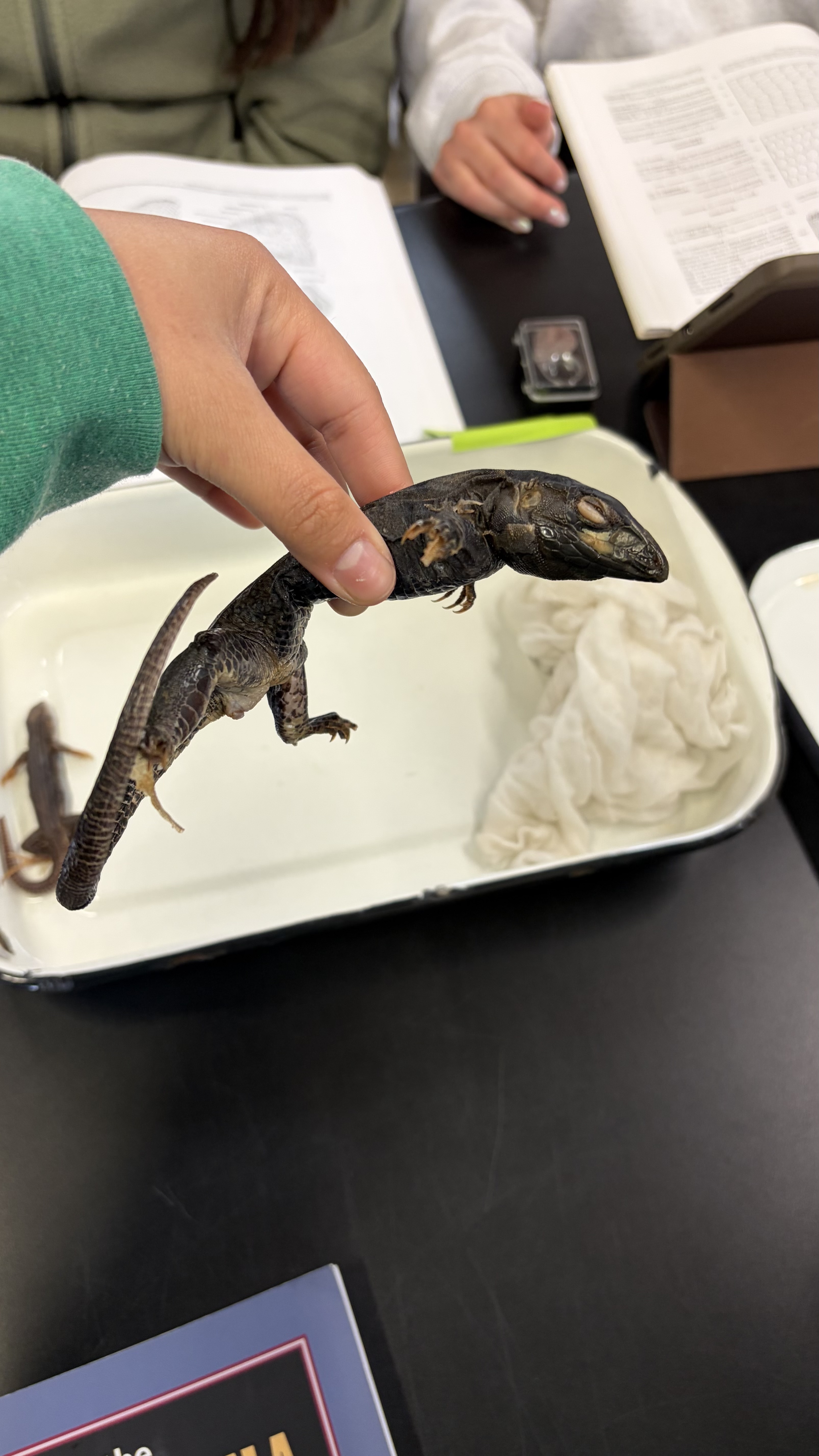 <ul><li><p>rectangular scale shape on ventral side of body</p></li></ul><p></p>