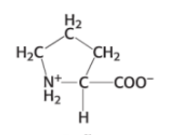 <p>Which amino acid is this?</p>