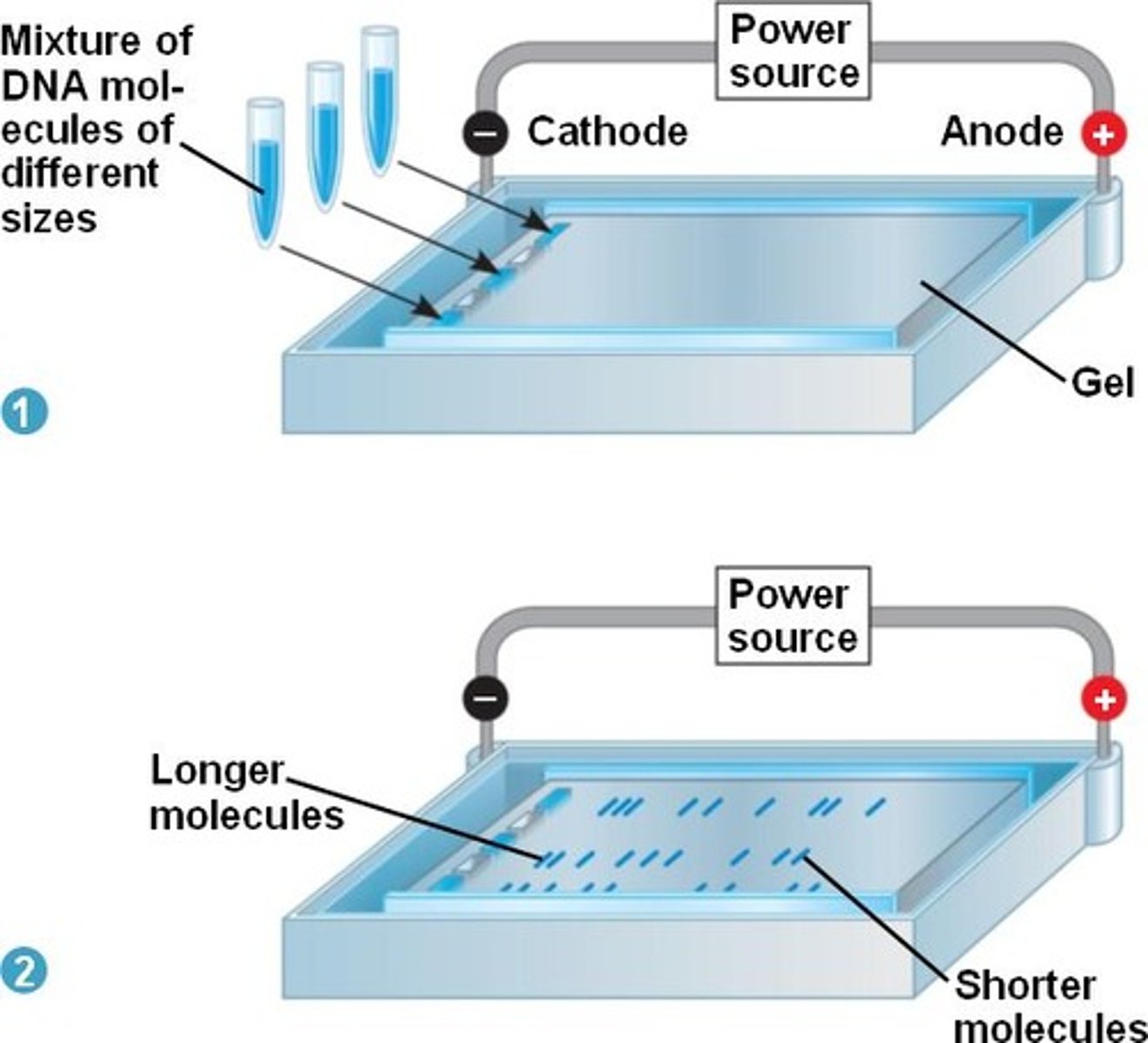 <p>Method of separating proteins by subjecting proteins to an electric field moving proteins according to net charge and size</p><p>Negatively charged proteins will move towards the positive anode</p><p>Allows to determine the velocity of migration, separating proteins</p>
