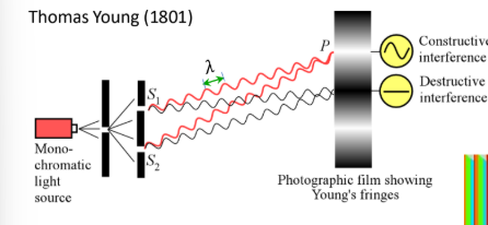 <ul><li><p>Demonstrates wave nature of light </p></li><li><p>experiment shows bright and dark fringes due to the constructive and destructive interference</p></li></ul><p></p>