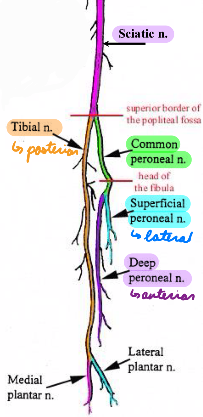 <p>Sciatic Nerve → Tibial + Common peroneal (fibular) divisions → Nerves</p><p>Tibial Nerve: Posterior compartment</p><p>Common Peroneal Nerve:</p><ul><li><p>Superficial: Lateral compartment</p></li><li><p>Deep: Anterior compartment + foot</p></li></ul><p></p>