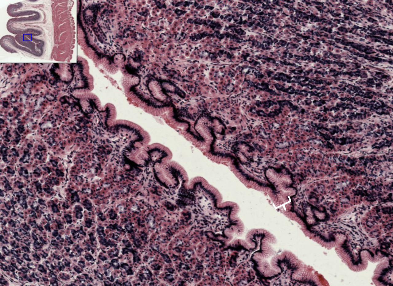 <p>What type of tissue is this?</p>