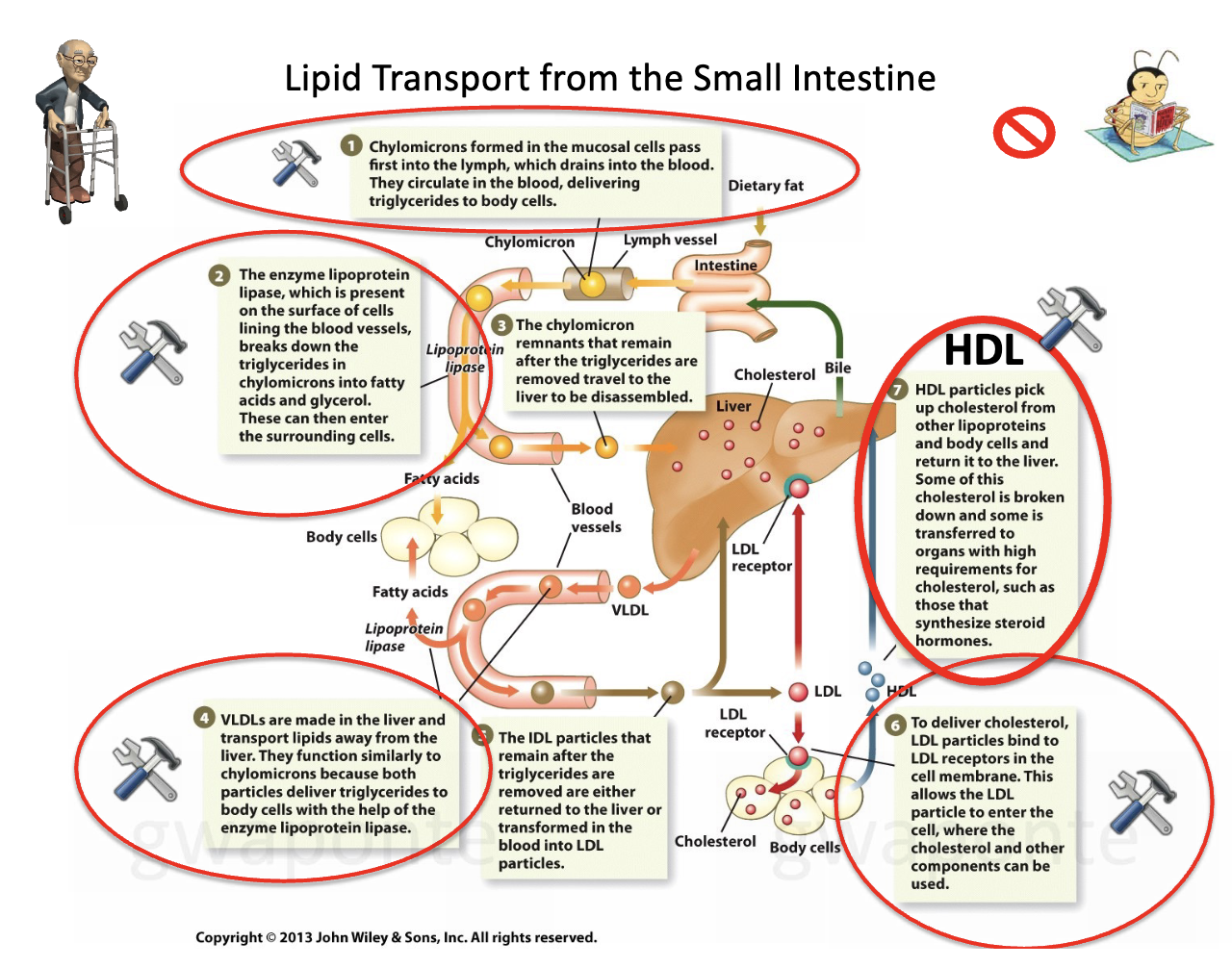 <p>Chylomicrons formed in the mucosal cells pass first into the lymph, drains into the blood. They circulate in the blood, delivering triglycerides to body cells. The enzyme lipoprotein lipase, in the surface of cell lining in blood vessels, breaks down the triglycerides in chylomicrons into fatty acids and glycerol. These can then enter the surrounding cells. VLDLs are made in the liver and transport lipids away from the liver. They function similarly to chylomicrons because both particles deliver triglycerides to body cells with the help of the enzyme lipoprotein lipase. To deliver cholesterol, LDL particles bind to LDL receptors in the cell membrane. This allows the LDL particle to enter the cell, where the cholesterol and other components can be used. HDL particles pick up cholesterol from other lipoproteins and body cells and return it to the liver. Some of this cholesterol is broken down and some is transferred to organs with high requirements for cholesterol, such as those that synthesize steroid hormones. </p>