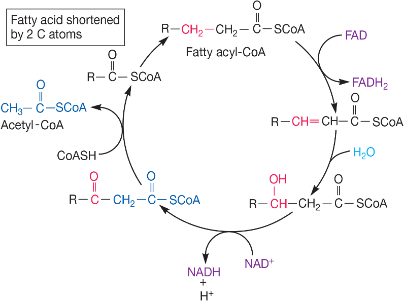 <p>triglycerides hydrolyzed by lipases into glycerol and fatty acids</p><ul><li><p>glycerol: degraded via glycolytic pathway as dihydroxyacetone phosphate → glyceraldehyde-3P</p></li><li><p>fatty acids: oxidized via β-oxidation pathway and shortened by 2 C → acetyl CoA</p></li></ul><p></p>