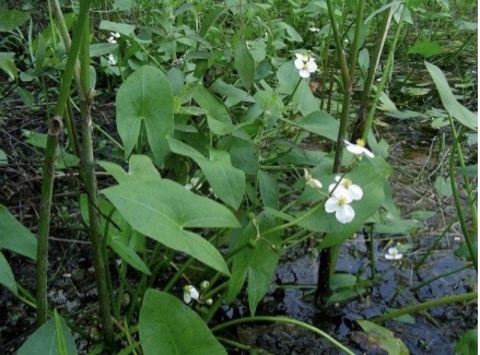 <p><em>Arroweed </em></p>