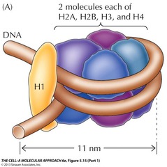 <p>It binds linker DNA and clamps DNA onto the histone core, stabilizing nucleosome structure.</p>