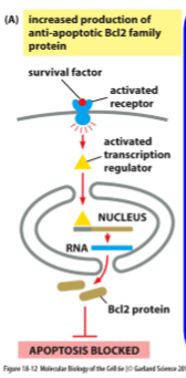 <p>Survival factor binds to cell surface receptor, leading ti activation of a transcription regulator to increase synthesis of an anti-apoptotic Bcl2 family protein </p>