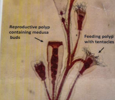 <p>Phylum Cnidaria</p>