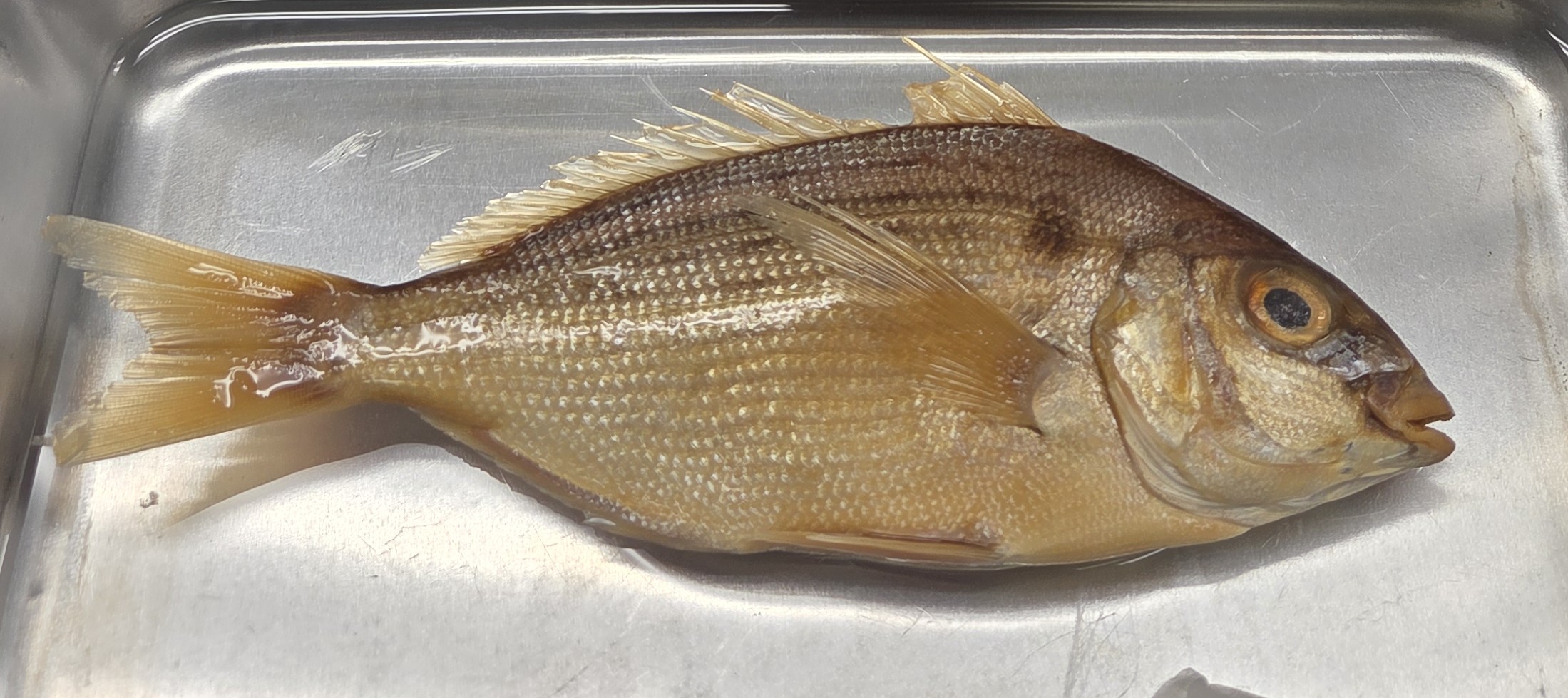 <p>Sparidae</p>