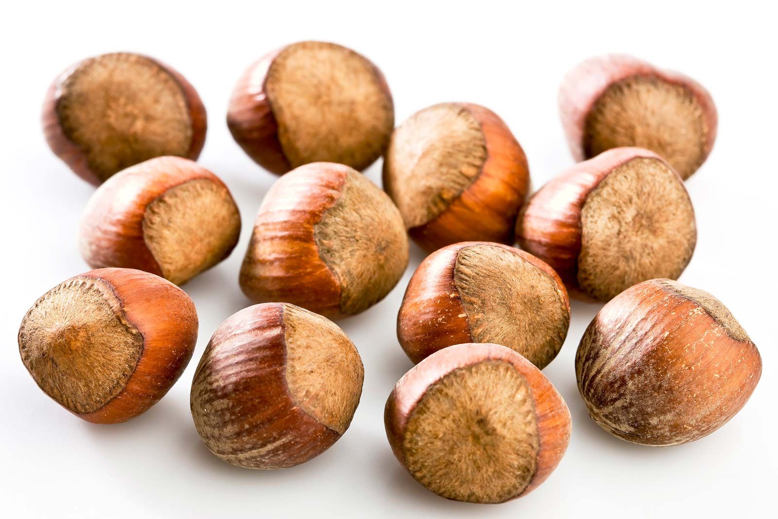 <p>Hazelnut</p>