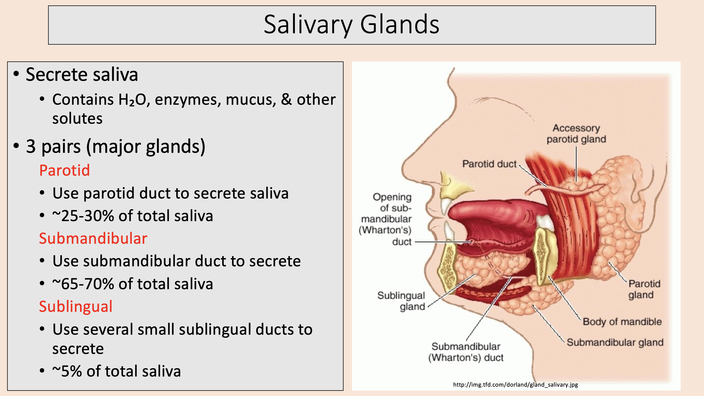 <p><span style="color: rgb(255, 0, 0);">submandibular</span></p>
