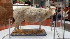 <p>Dolly was the first mammal cloned using SCNT in 1997.</p>
