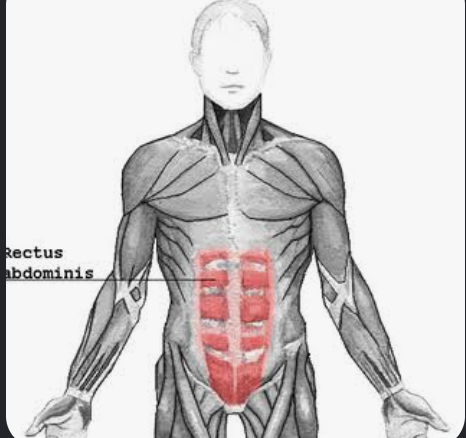 <p>Actions- Trunk flexion, compresses abdomen</p><p>Functional Groups-</p><p>Synergists- External abdominal oblique, internal abdominal oblique</p><p>Antagonists- Erector spinae, multifidus</p>