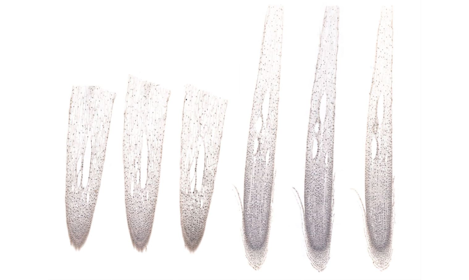<p><span style="background-color: transparent;">Mitosis divides the <strong>nucleus</strong> and separates duplicated chromosomes.</span></p><p><span style="background-color: transparent;">The four major phases are:</span></p><p><span style="background-color: transparent;"><strong>Prophase → Metaphase → Anaphase → Telophase</strong></span></p><p><span style="background-color: transparent;"><strong>Memory:</strong></span></p><p><span style="background-color: transparent;"><strong>PMAT</strong></span></p><p></p>